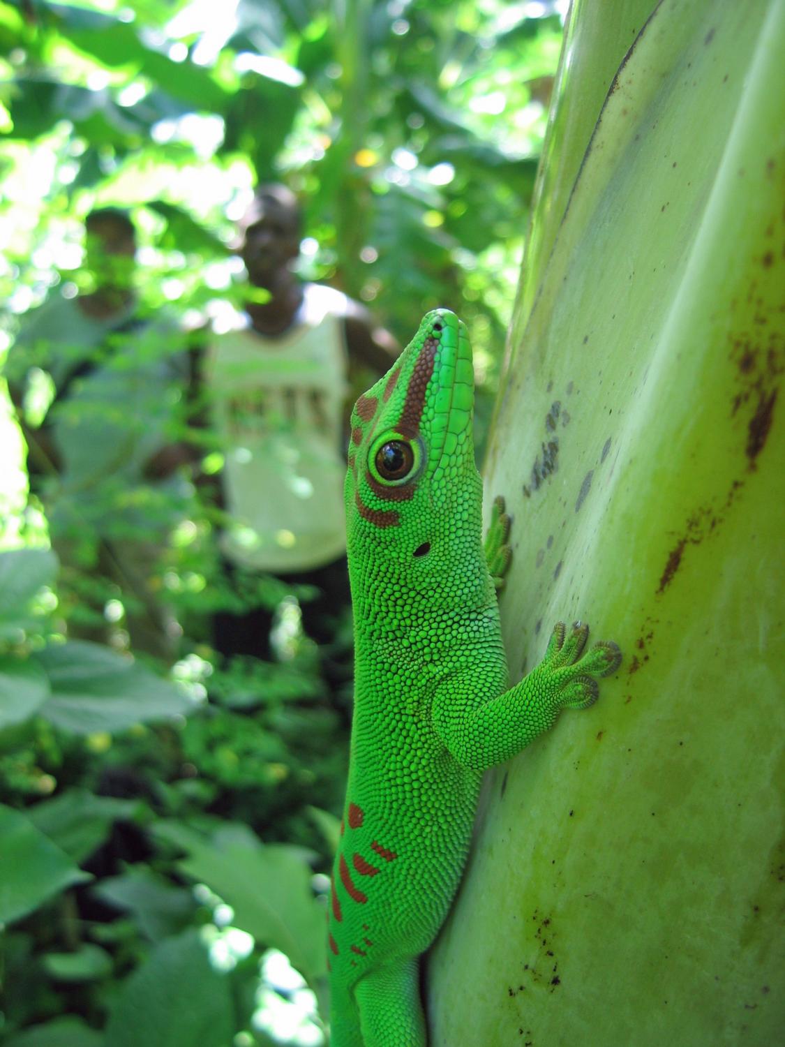 Phelsuma madagascariensis